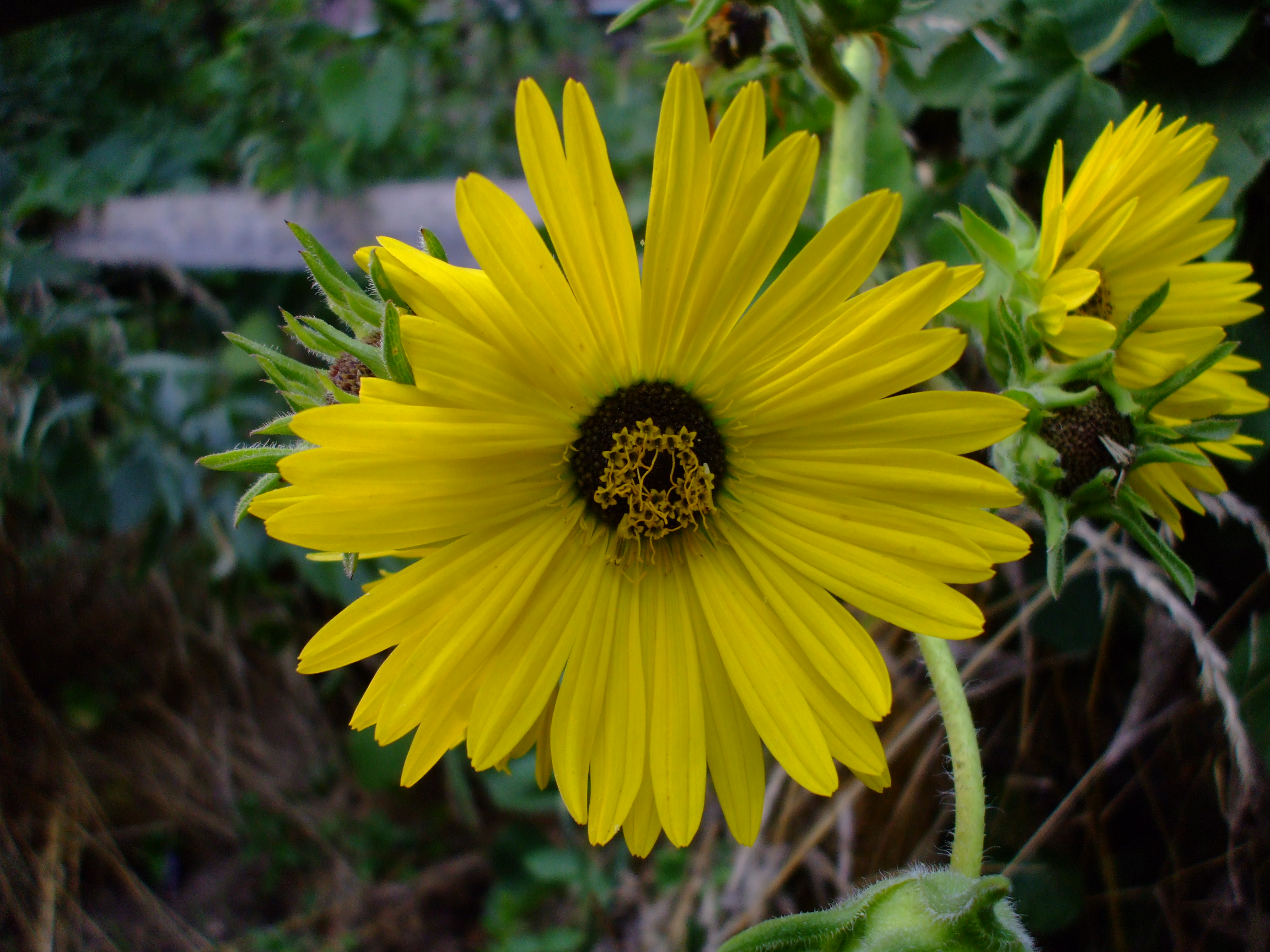 Silphium laciniatum